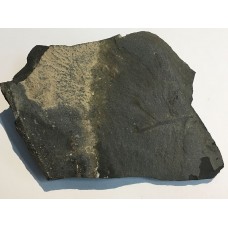 Tichavekia cf. grandis